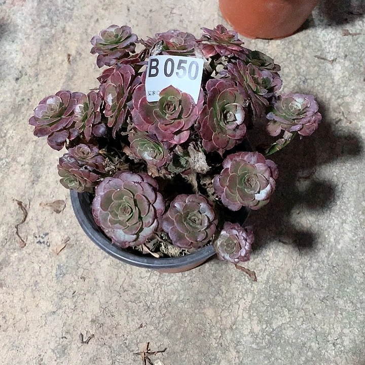 烟花多肉一棵050