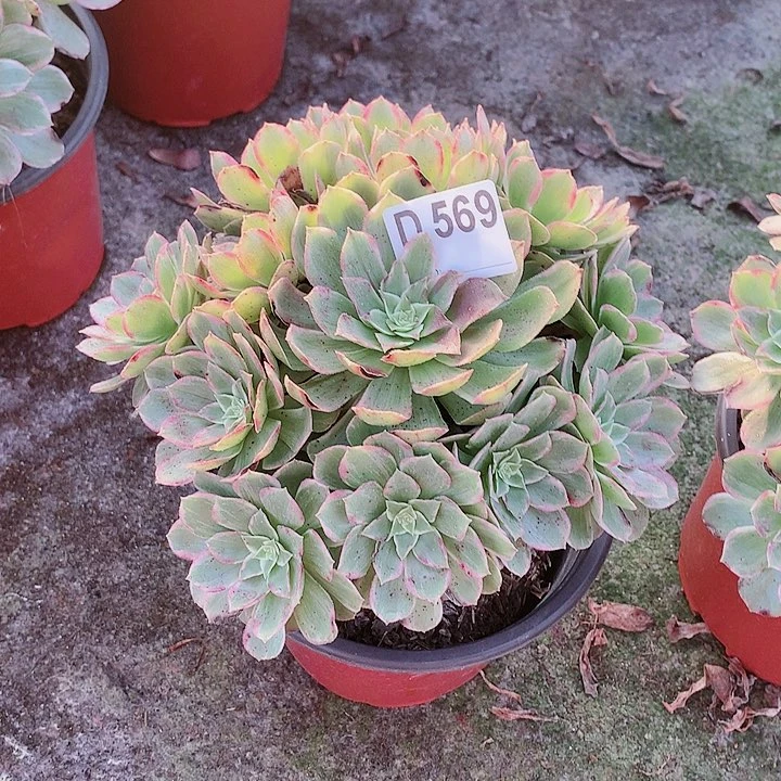 莲花座多肉一棵569