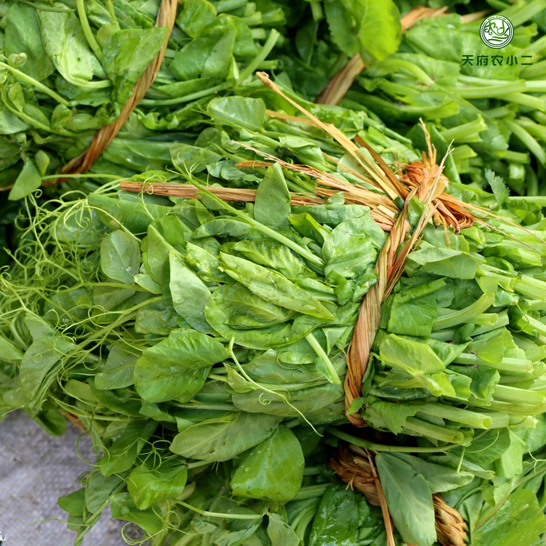 【次日达成都重庆】新鲜时令豌豆尖蔬菜青菜农家自种火锅菜
