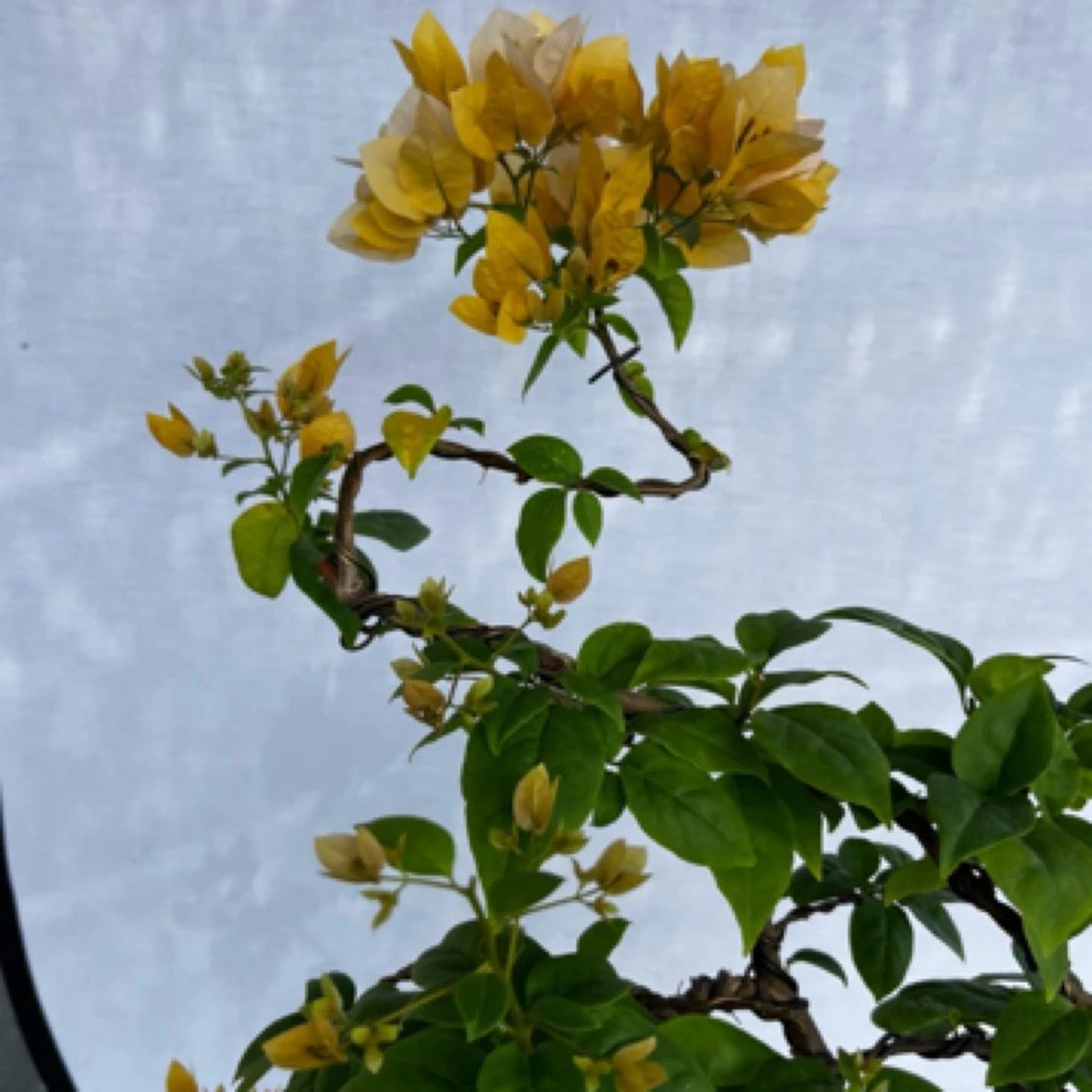 造型三角梅 精品盆 一物一拍