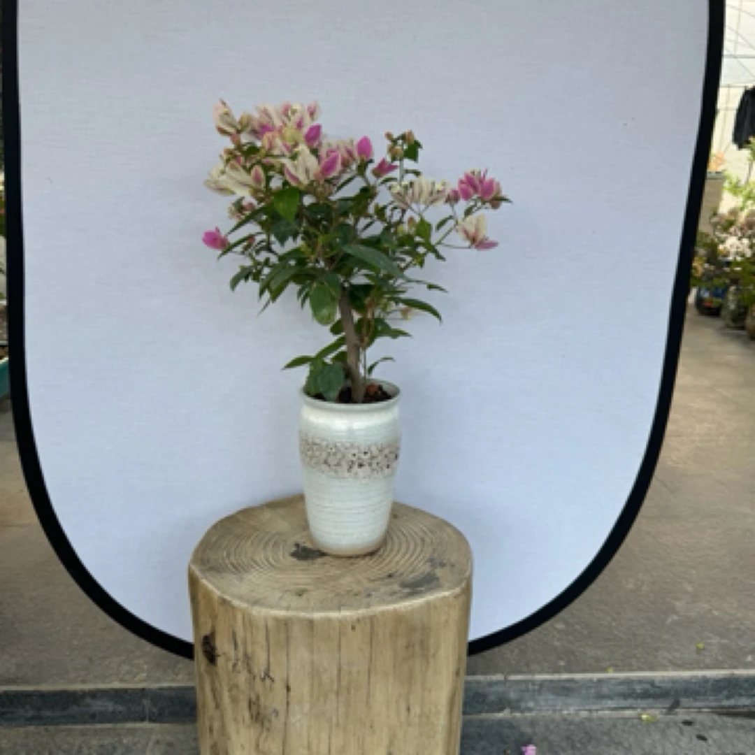 一物一拍 漳红樱 绿樱花 不甜西瓜 金心橙白