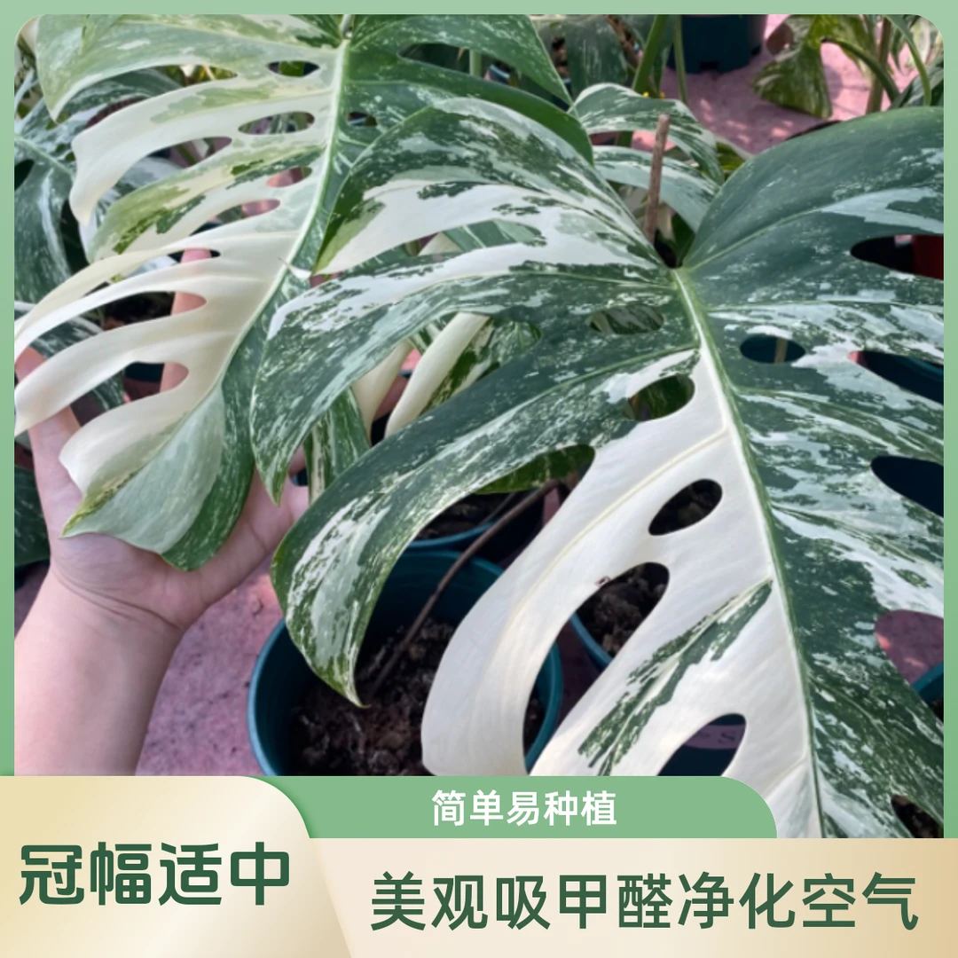 龟背竹白锦阴阳室内观叶植物脆嫩种植自然生长