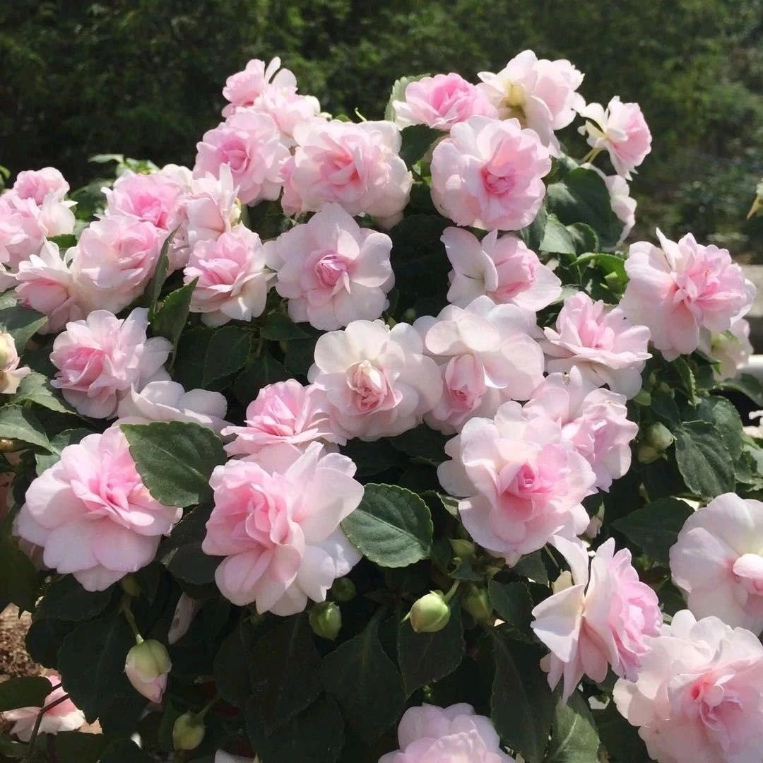 四季重瓣【凤仙花种子】茶花凤仙指甲花阳台盆栽花卉植物花卉