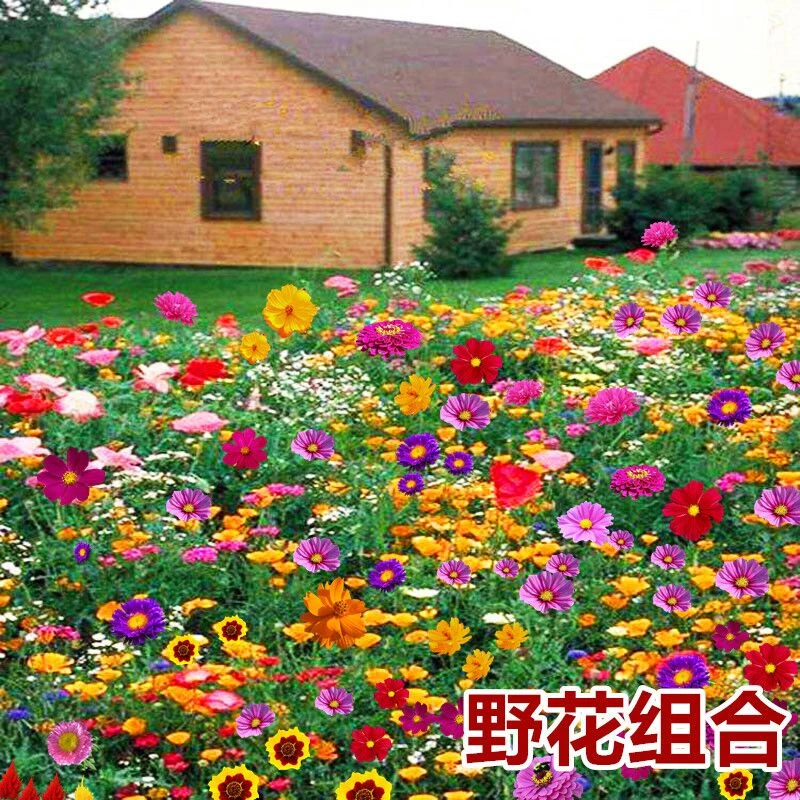 【野花组合】品种多样耐寒耐旱南北方都适宜-适合庭院-阳台-盆栽