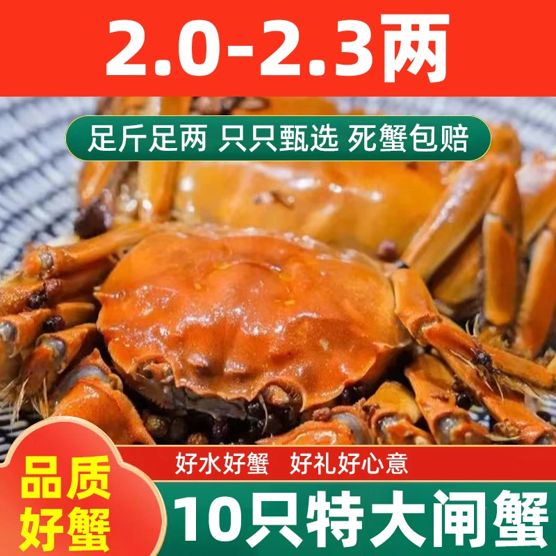 [活蟹】10只大闸蟹2.0-2.3两母蟹鲜活螃蟹现货河蟹海鲜水产螃蟹