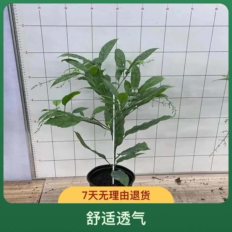 垂丝茉莉白玉蝴蝶花（直播间一物一拍）