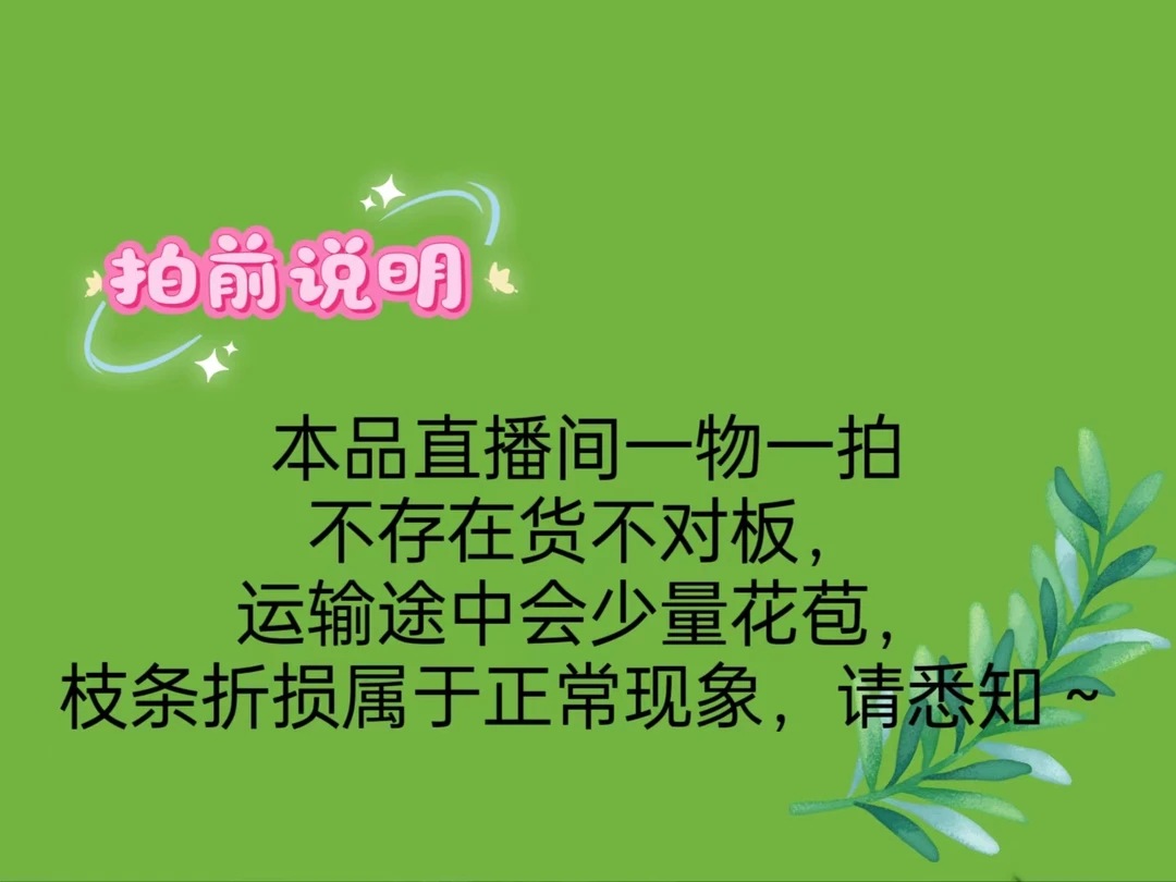 垂丝茉莉白玉蝴蝶花