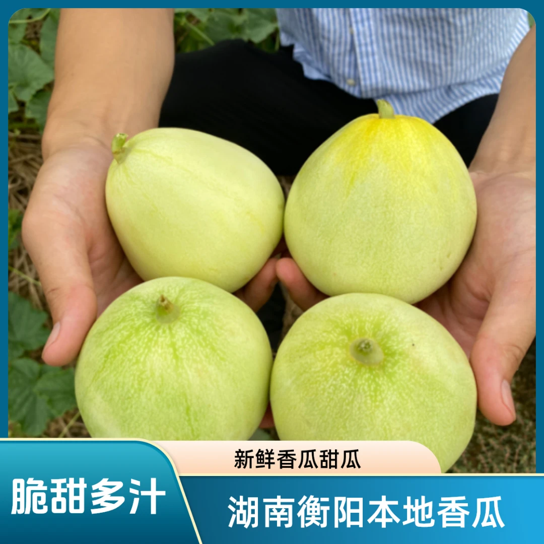 湖南本地种植香瓜甜瓜新鲜香瓜甜嫩多汁农村种植甜瓜