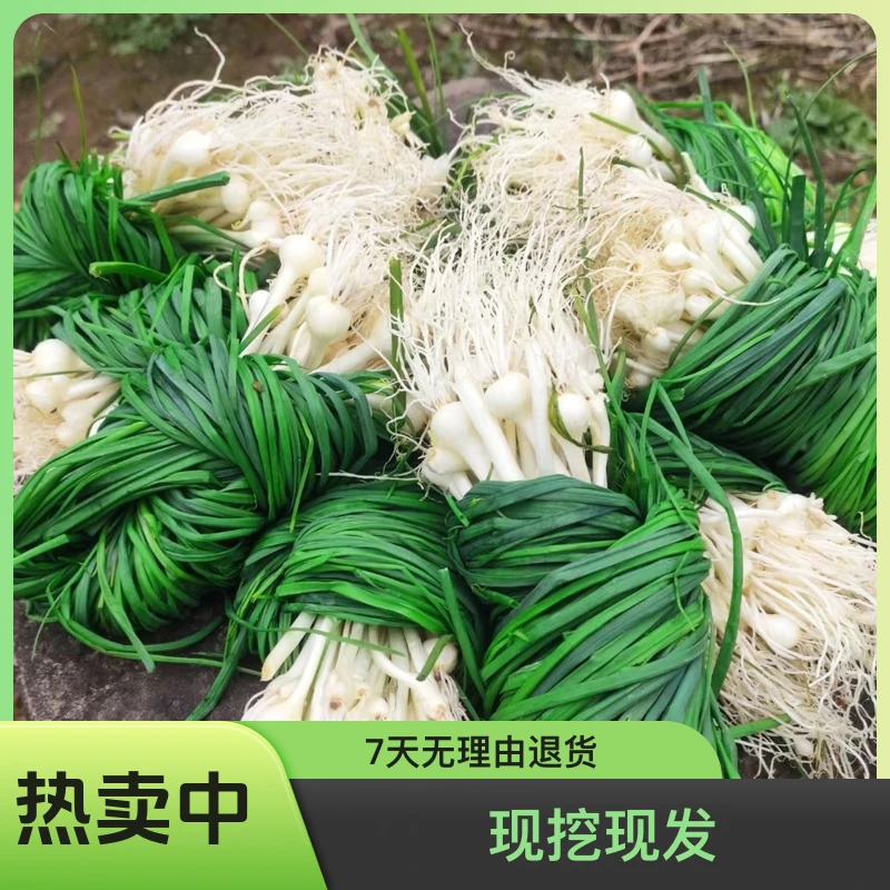 无品牌湖南特产野葱炒腊肉野蒜小蒜山葱 现挖现发食用新鲜绿色