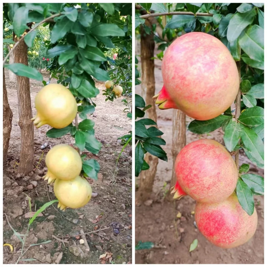 家庭庭院 室外盆景种植 至臻皇冠