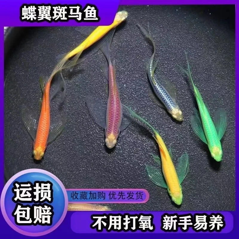 蝶翼斑马绿翡翠斑马龙凤蝶翼鱼糖果斑马鱼耐寒耐养小型热带观赏鱼