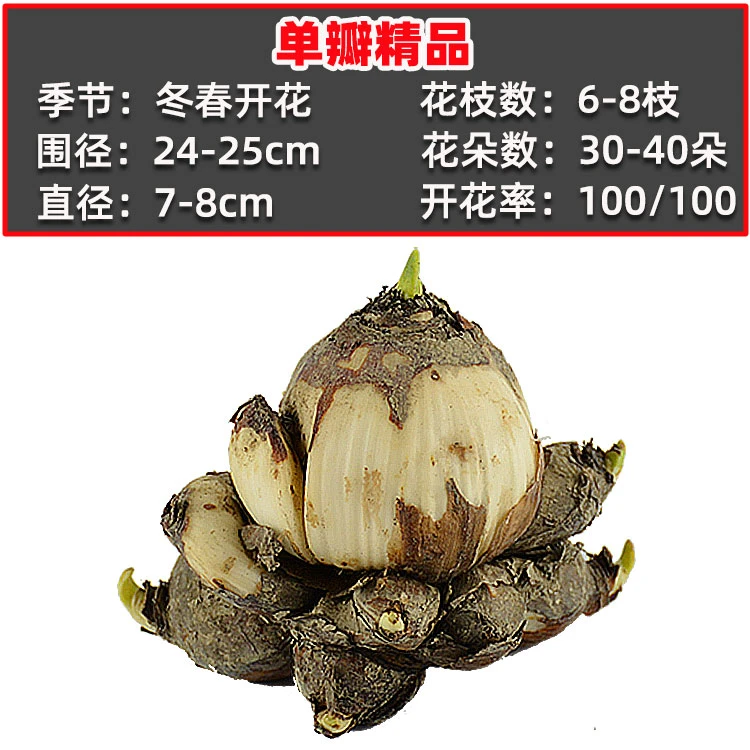 精品【漳州水仙花】单辨复辨球王易活开花基地划算收藏水培喜庆春节