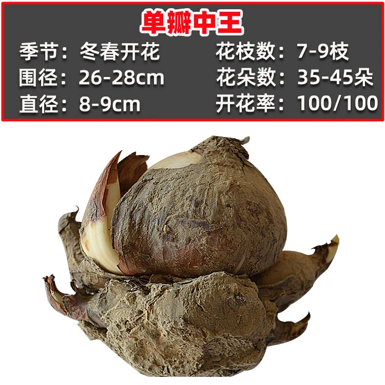 中王【漳州水仙花】单辨复辨球王易活开花基地划算收藏水培喜庆春节