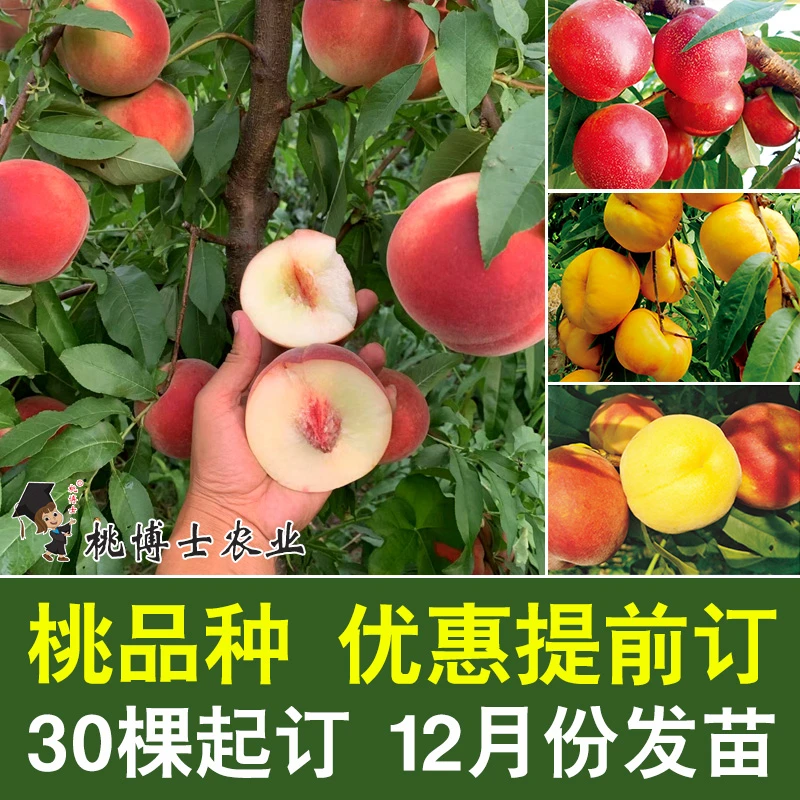 桃博士农业 桃品种种苗 优惠提前订 30棵起订 12月份发苗