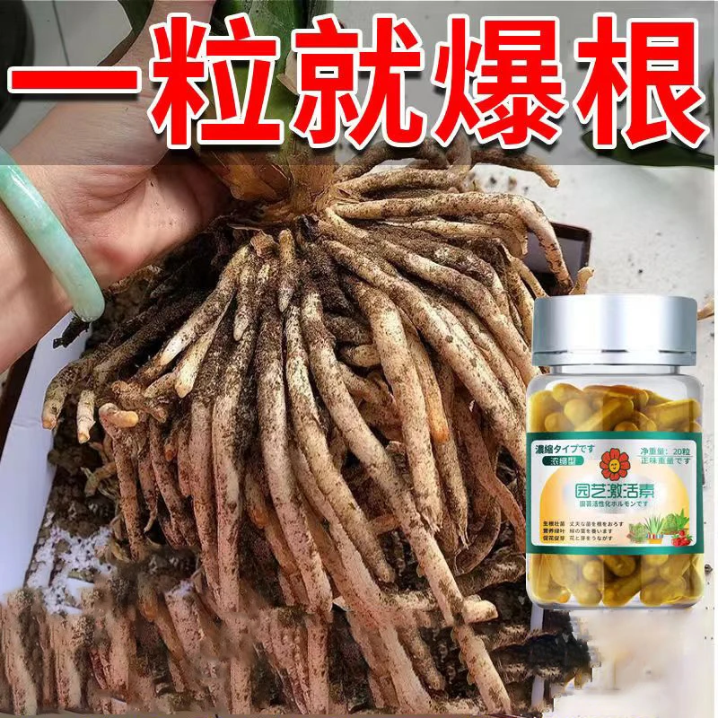 园艺激活素朱顶红生根剂生长开花保花烂根绿叶专用促芽促花胶囊肥