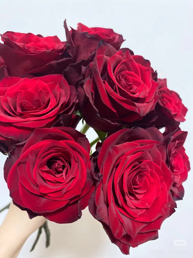 红玫瑰10枝（花店送花上门）