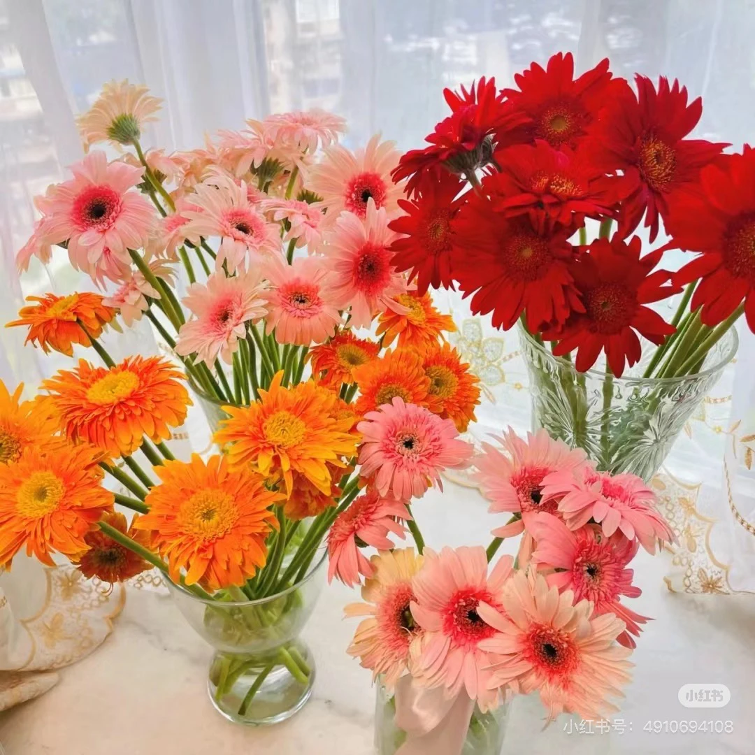 弗朗非洲菊1扎10枝颜色随机