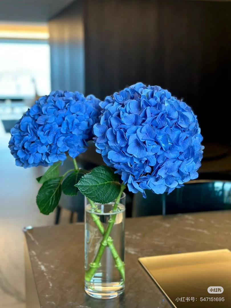 蓝绣球1枝【花店送花上门】