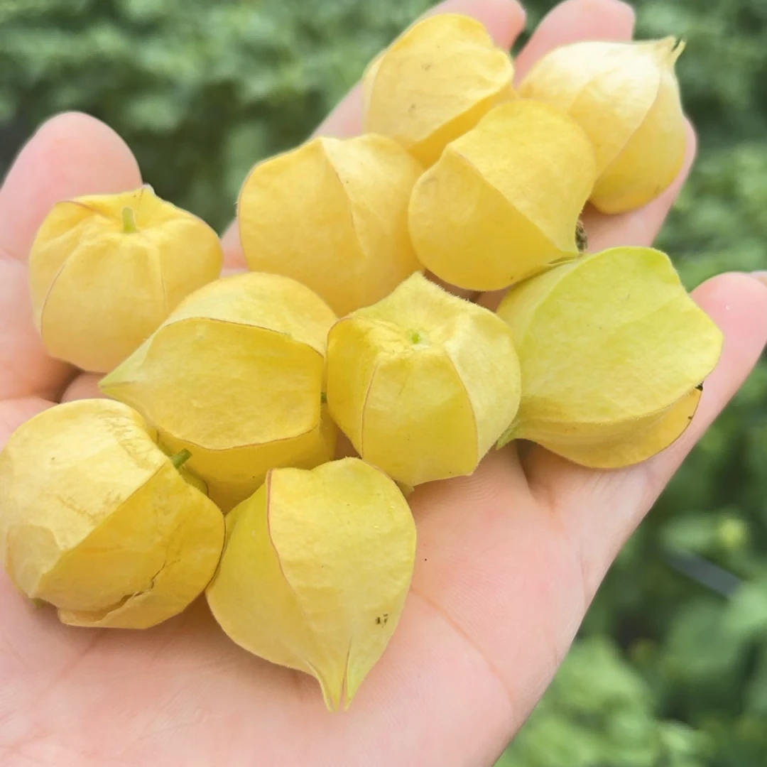 拔尖儿长白山寒地黄菇娘果香甜皮薄多汁姑娘果 多拍多送 包邮