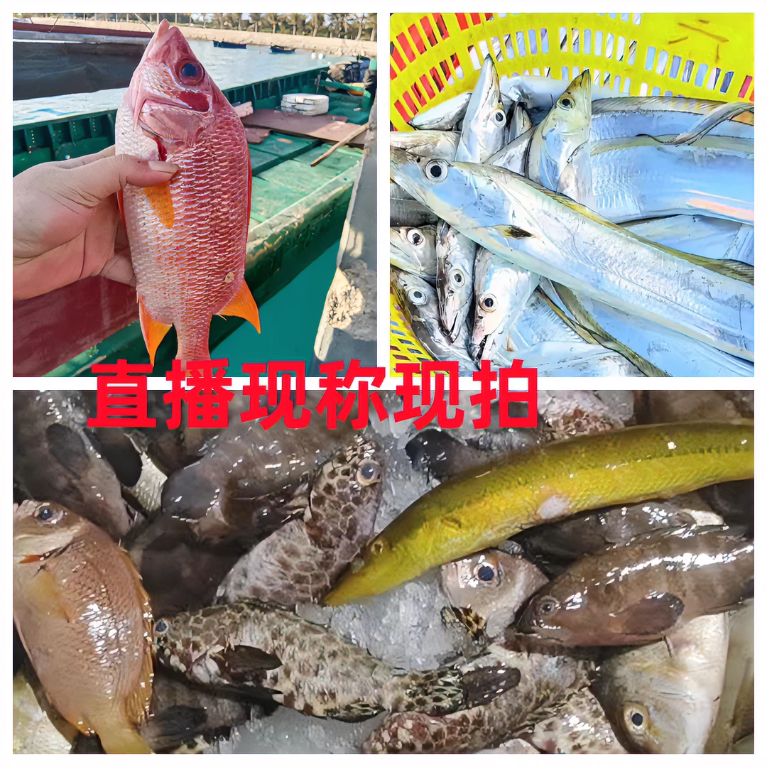 【渔多多】纯野生混海杂鱼 现称现拍 改价链接 顺丰包邮到家食用
