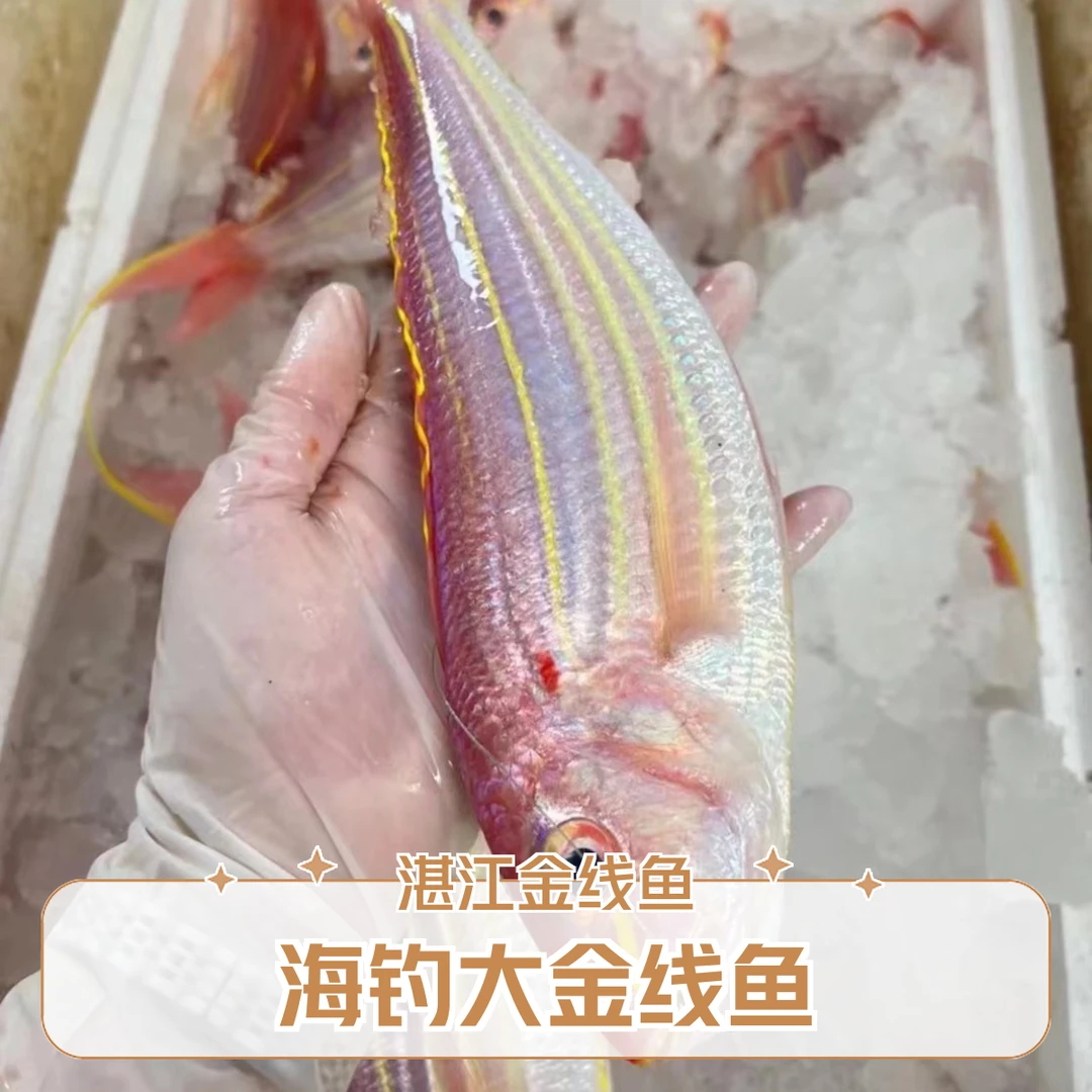 广东湛江金线鱼 活鱼液氮锁鲜 顺丰冷链包邮到家（新）