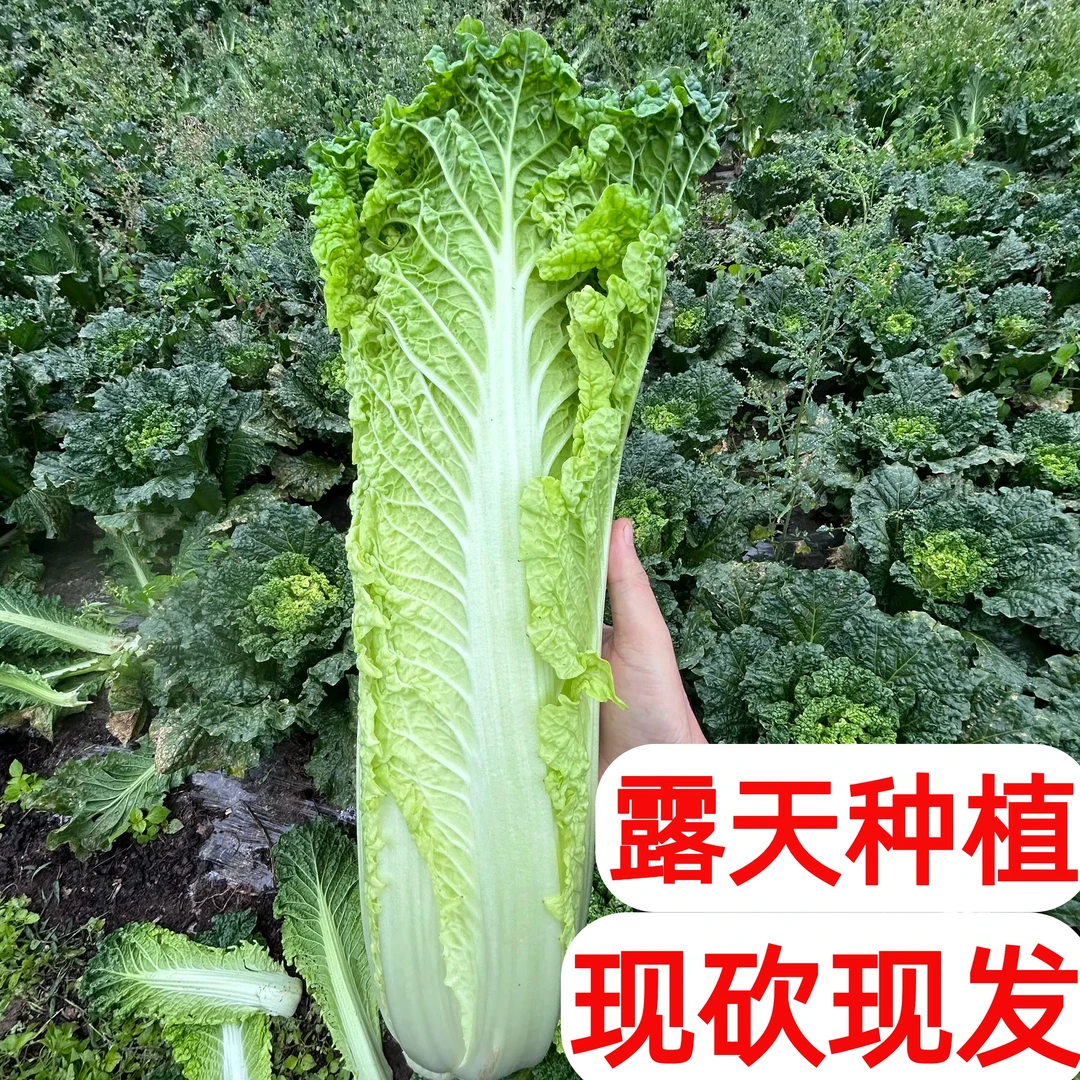 【5斤装】贵州青麻叶白菜青口大白菜露天种植火锅菜当季菜新鲜蔬菜