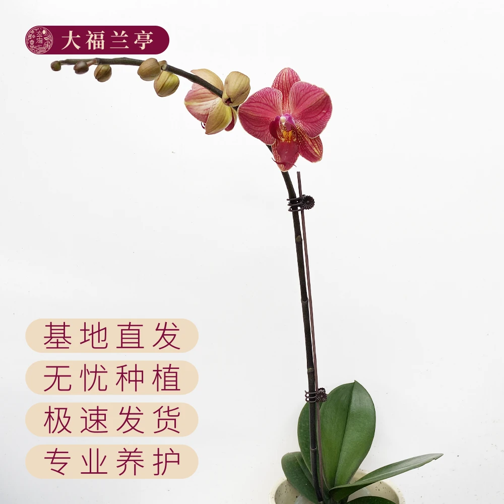 聚宝柑橘蝴蝶兰【大福兰亭】