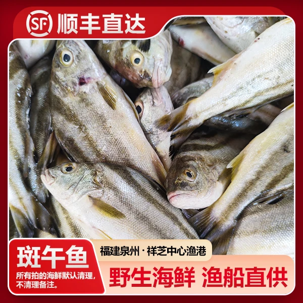 福建祥芝 野生斑午鱼（斑虎/斑猪）船捕海鲜 渔船直供 5斤起 寄顺丰