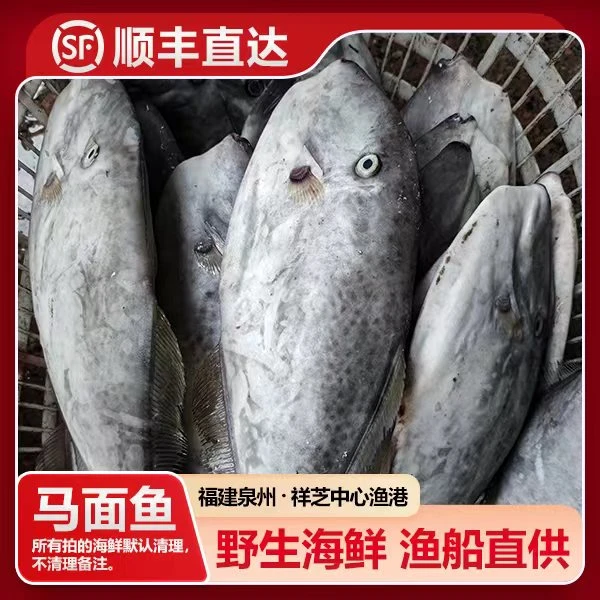 福建祥芝 野生马面鱼（扒皮鱼）船捕海鲜 渔船直供 5斤起 寄顺丰