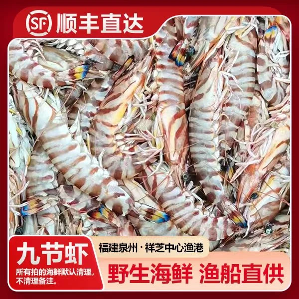 福建祥芝 野生九节虾（斑节虾）船捕海鲜 渔船直供 3斤起 寄顺丰