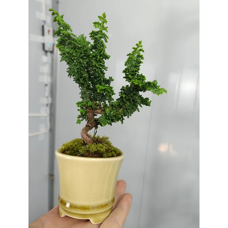 松柏盆栽 造型美观 多年生老桩 不含盆一物一拍