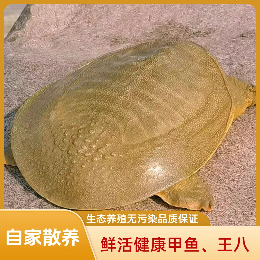 自家生态散养4年公甲鱼  鲜活老鳖食用送礼王八甲鱼