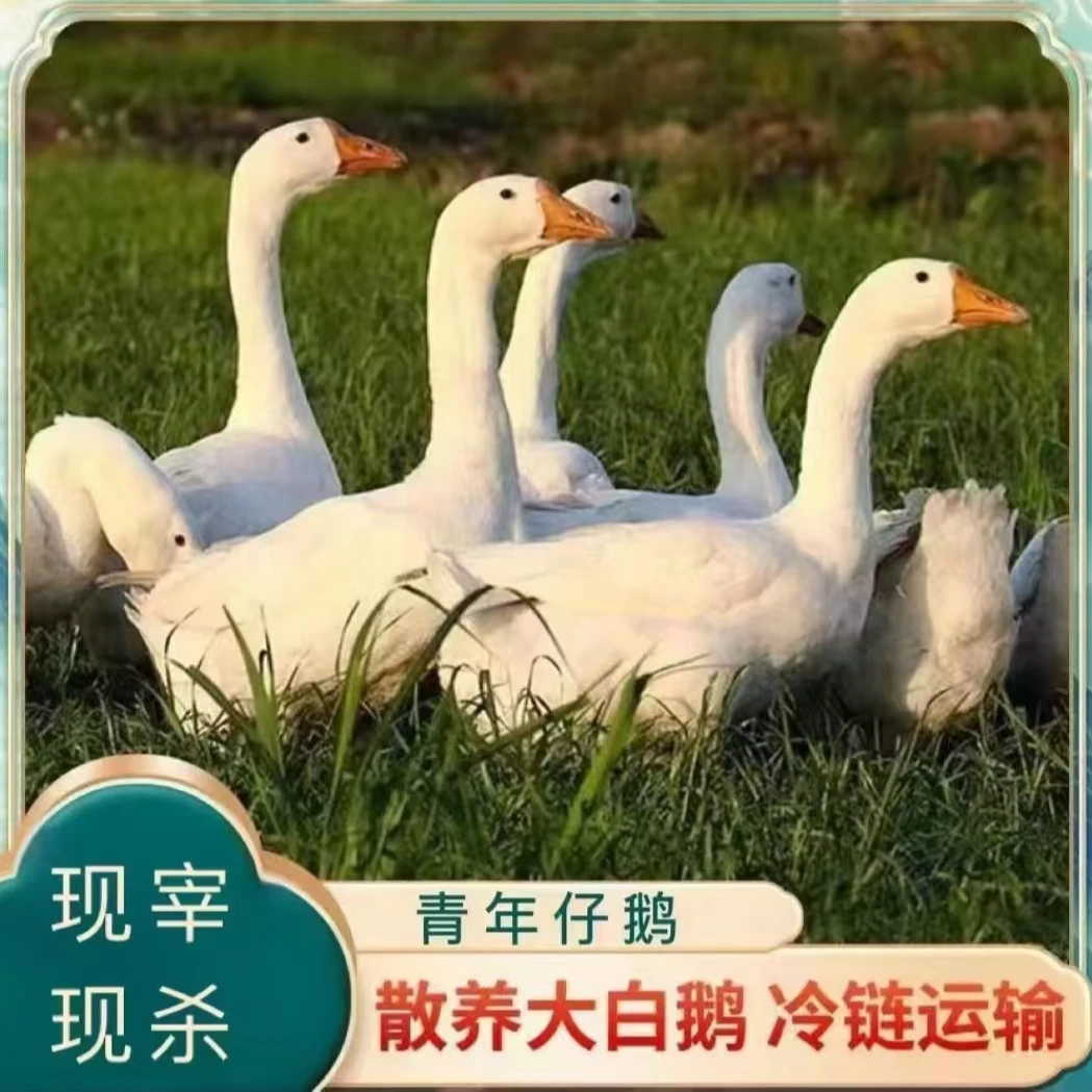 【桂花家】 农家放养大鹅 仔鹅  发2只净重共9斤  带心肝发货