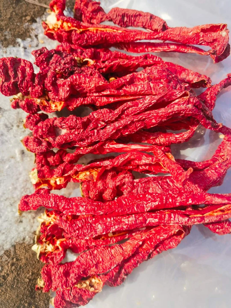 新疆焉耆县猪大肠辣皮子螺丝椒香辣微甜肉辣皮子