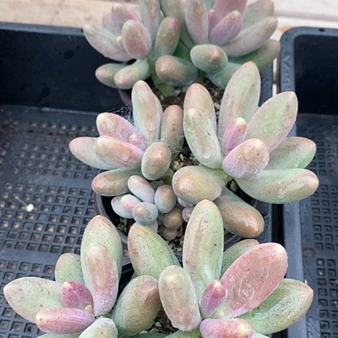 17-25号一物一拍糖果