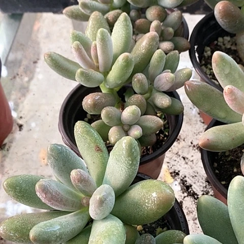 张8-15号一物一拍糖果