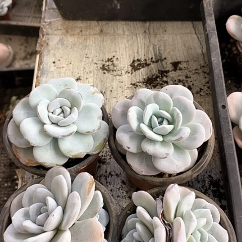 30-2号一物一拍雪莲