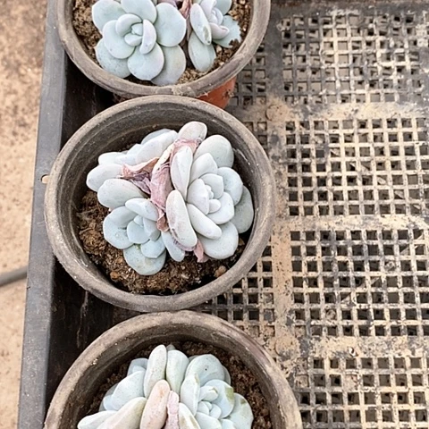 22-32号一物一拍雪莲