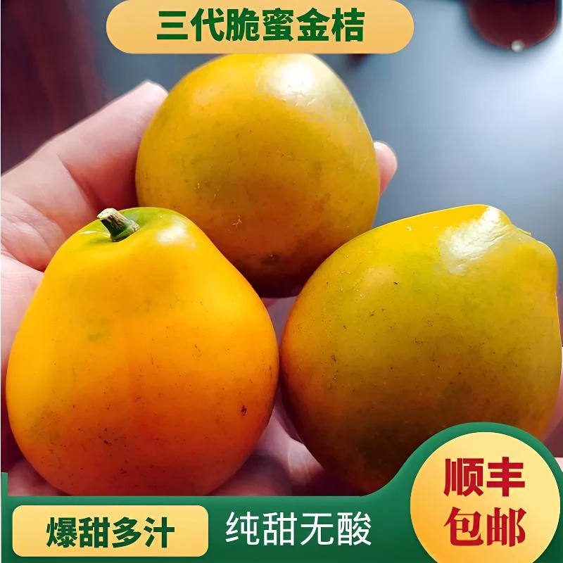 融安金桔脆蜜金柑纯甜无酸新鲜水果现摘应季包邮
