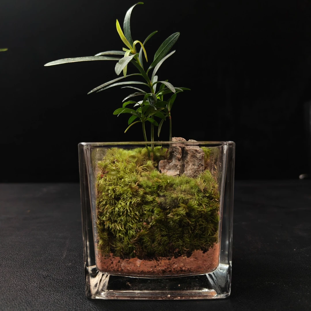 【问天】罗汉松-桌面成品景观8*8cm