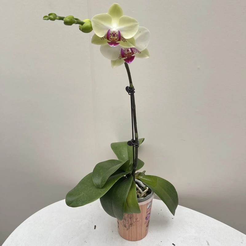 慕兰优选【绿熊】-蝴蝶兰花 组盆摆设客厅摆设种植基地发货1-1