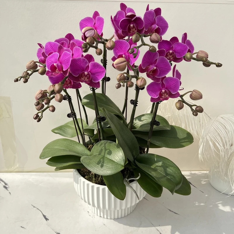 【慕兰优选】A级福星蝴蝶 花卉组盆摆件客厅门面花艺优雅造型5-8