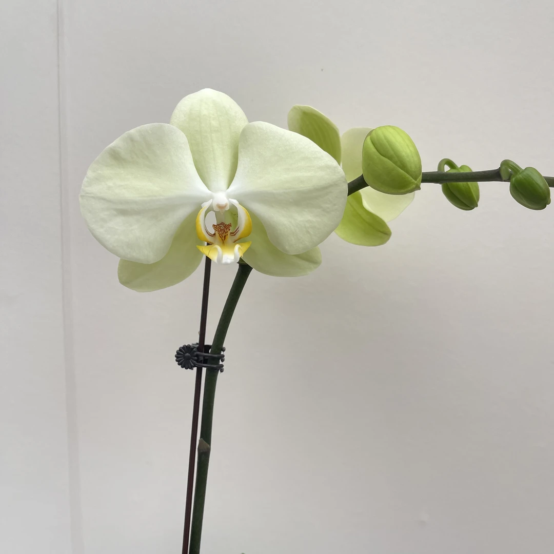 慕兰优选【芳美神话】-蝴蝶兰花 组盆摆设客厅摆设种植基地发货1-1