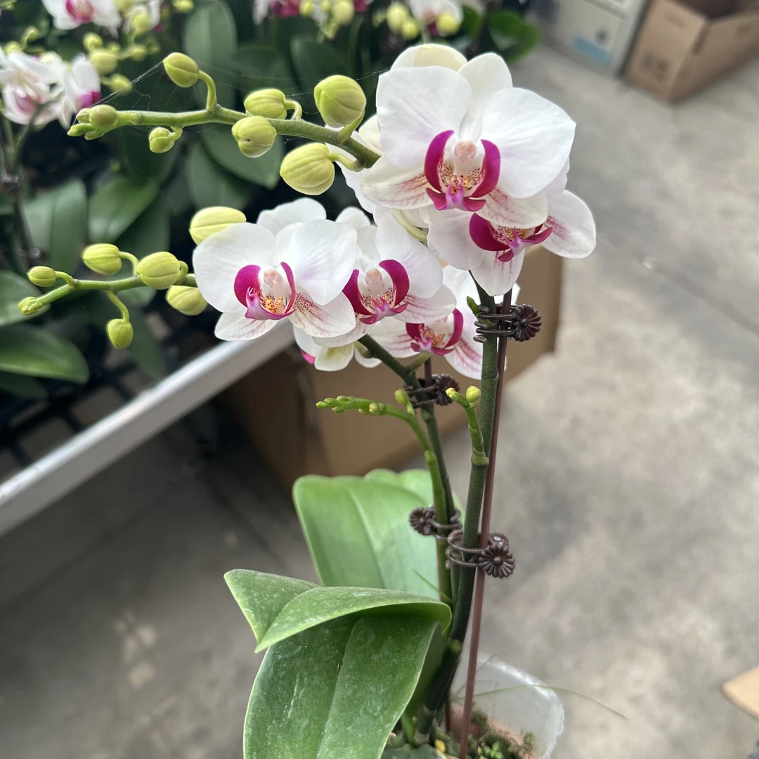 慕兰优选A级【避风港】花卉 艺术摆件客厅门面1-2