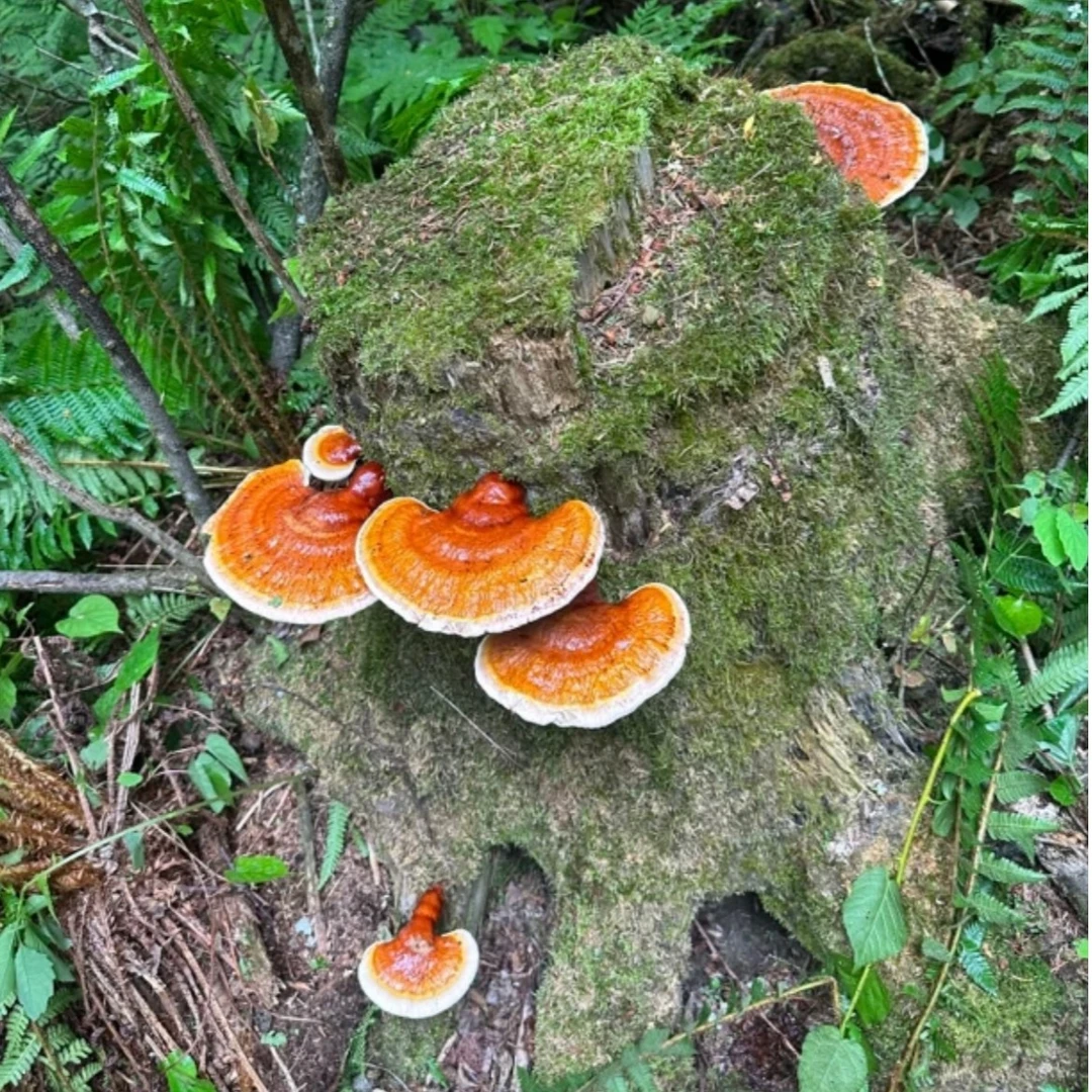 长白山 整枝灵芝 (1枝)