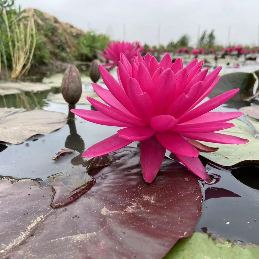 睡莲谭群精品大型耐寒水池塘盆栽根块茎培植物卉庭院观赏发货