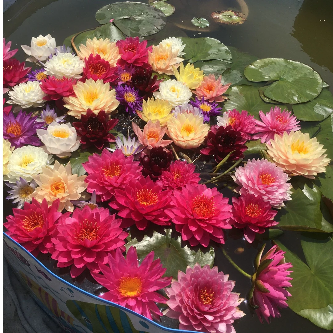 翰林学校专拍链接睡莲10个品种