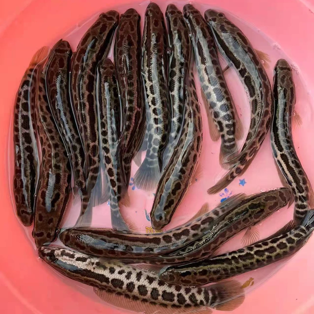 黑鱼批发乌鳢鱼 杂交快大种黑鱼宠物活体观赏鱼生鱼乌鱼 鱼塘养殖