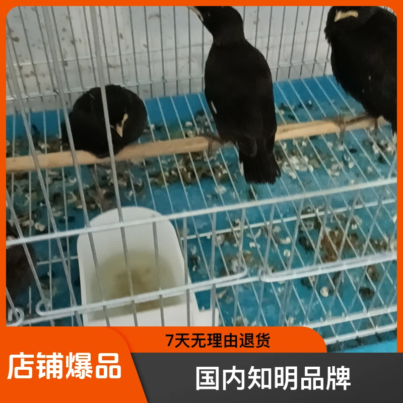 本鸟食是国内知明品牌