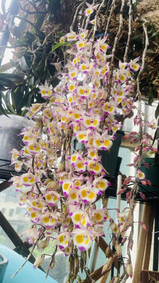 精选云南紫皮石斛花  鲜吃榨汁  煲汤首选